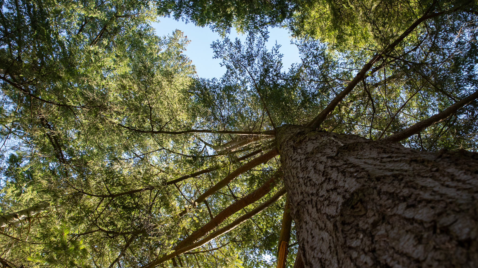 Douglas tree view from below. Reddish-brown trunk and crown of branches with green needles.